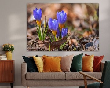 Lente ontwaken