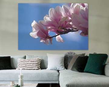 Magnolia branch by Steffi Hommel