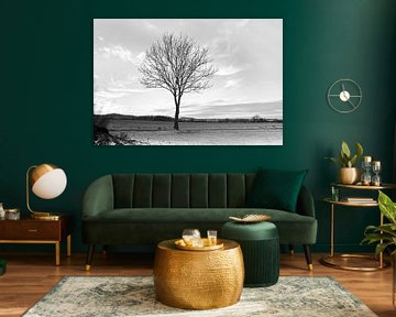 bare tree, Black & White