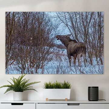 Eland voeren - Een rustig moment in de Scandinavische wildernis