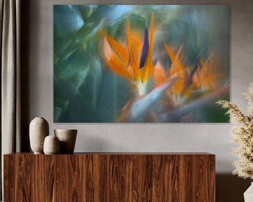 artistieke bloem, strelitzia van Steffi Hommel