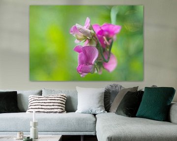 Vetch by Steffi Hommel