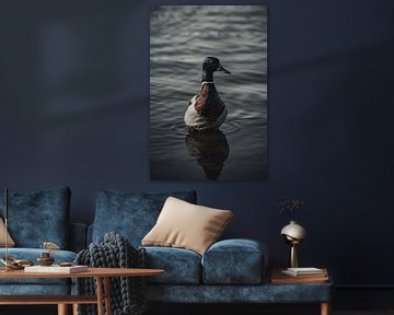 colvert