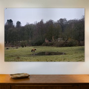 Farm ruin with a horse