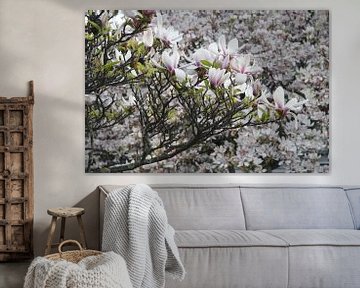 Magnolienblüte im Frühling in Würzburg