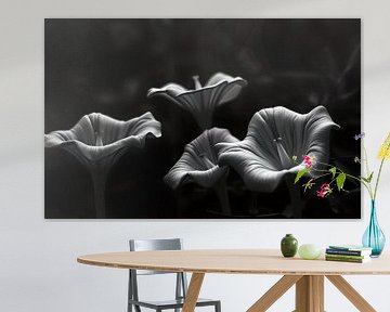 erotische Blumen von Egon Zitter