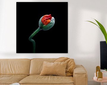 Poppy bud in front of a black background by Anneliese Grünwald-Märkl