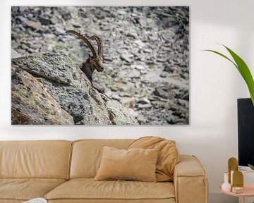 Steenbok in Valle d'Aosta in de Italiaanse Alpen van Martijn Joosse