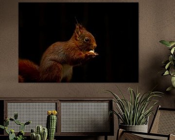 Eichhörnchen mit Erdnuss von Berdien van Drogen