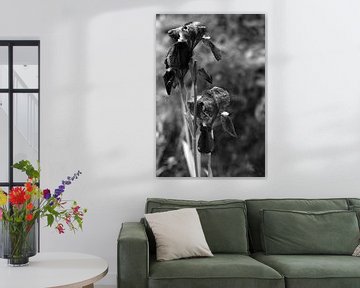 Iris in zwart-wit van Steffi Hommel