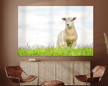 Sheep on the dam