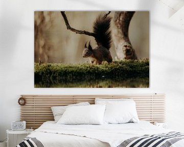 Squirrel in Clinge by Andy Troy