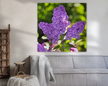 Dreamlike lilac bush by Silva Wischeropp