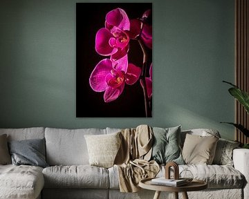 Orchideeën in het Zonlicht