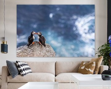 Puffin Kiss by Wessel Veenbrink