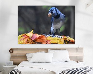 A blue jay at the feeder in autumn by Claude Laprise