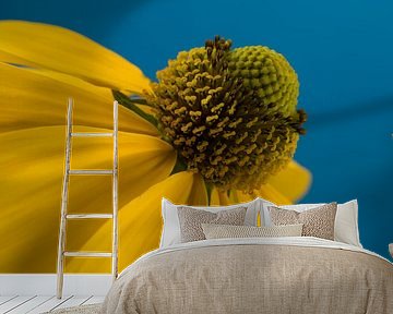 Sunny yellow Sunflower (Echinacea) with blue by Marjolijn van den Berg