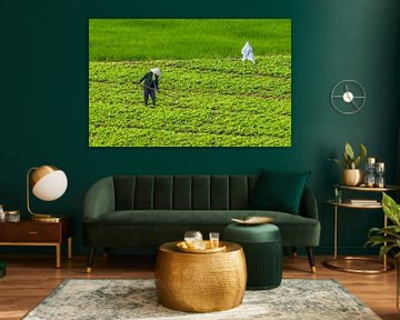 agriculture