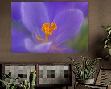 Crocus by tiny brok