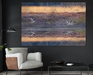Birds during sunrise Dwingelderveld - Drenthe (Netherlands) by Marcel Kerdijk