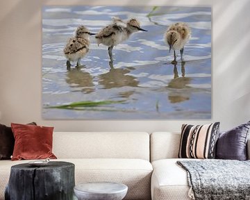 Pied-billed avocet with young