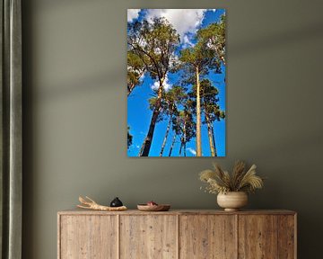 Spring whispers of the pines