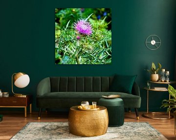 Purple thistle in Sicilian spring