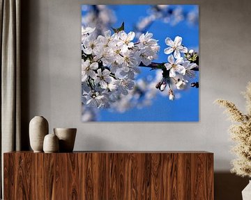 Witte kersenbloesems in april van Silva Wischeropp