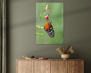 Heliconius hecale by Marleen van Meurs