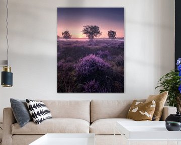 Zonsopkomst bij de bloeiende heide 2 van Niels Tichelaar