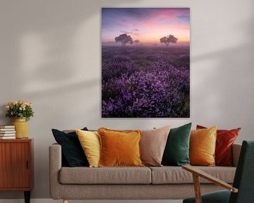 Zonsopkomst bij de bloeiende heide van Niels Tichelaar