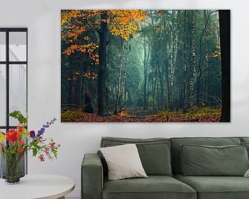 le calme dans la forêt
