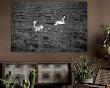 Deux cygnes dans une prairie de l'Emsland sur Bianca Meyering Fotos - BMF