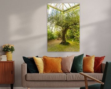 Hortus Botanicus Leiden, portrait d'un arbre atmosphérique dans une serre