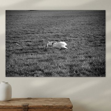 Two swans on a meadow in Emsland