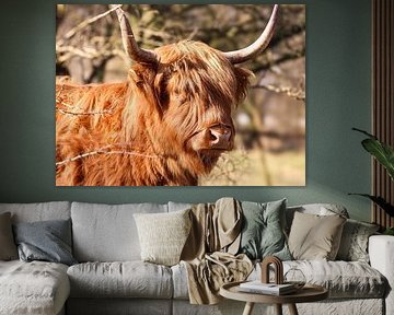Schotse Hooglander van Lens_en_Dier/Vizier Fotografie