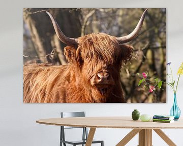 Schotse Hooglander van Lens_en_Dier/Vizier Fotografie