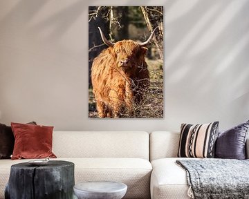 Scottish Highlander