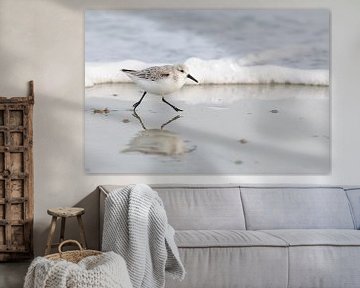 Drieteenstrandloper (Calidris alba) van Dirk Rüter