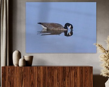 Grande bernache du Canada dans l'eau au lever du soleil (Pays-Bas) sur Marcel Kerdijk