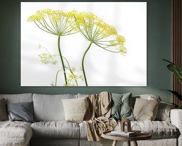 Twee gele dille bloemen,  Anethum Graveolens van Frans Rombout