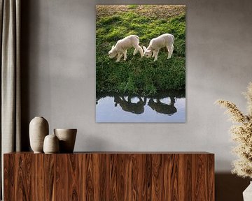 Two lambs in the grass and reflection in the water by Frans Rombout