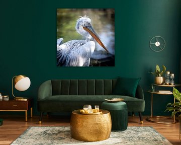 Pelican in Blijdorp by Rene van Heerdt