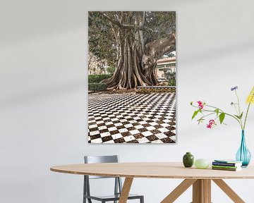 Classic tiled square and classic tree in the Spanish city of Cadiz by Harrie Muis