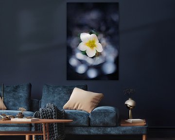 Een Bloem in Focus van bart dirksen