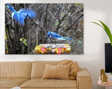Blue jays at the feeder by Claude Laprise