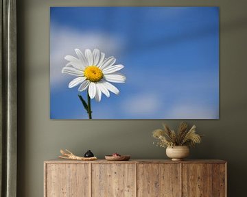 A daisy flower in the garden by Claude Laprise