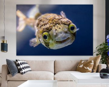 The smiling puffer fish - a friendly face from the ocean