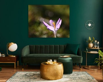 Voorjaarsvoorbode paarse krokus met prachtige bokeh- Crocus violet, signe avant-coureur du Printemps, ave un magnifique bokeh-herald van de lente paarse krokus met prachtige bokeh van Christina Bauer Photos