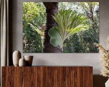 Belle fougère staghorn poussant dans un arbre